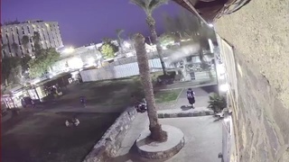 Palm tree falls onto woman and crushes her instantly