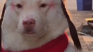 Burfurgers Dog