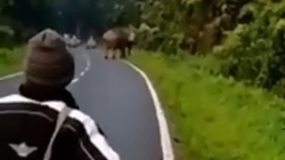 Elephant Depopulating India