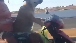 Dog riding a bike
