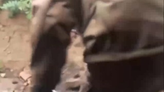 Ukrainian Army