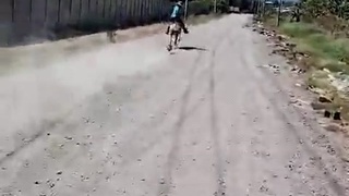 The Costa Rican Donkey Police