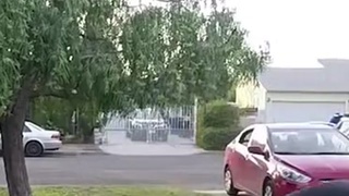 Porch Pirate