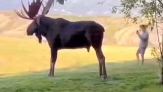 There was a great big moose