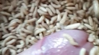 Maggot&hellip;..
