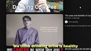 The cow pee