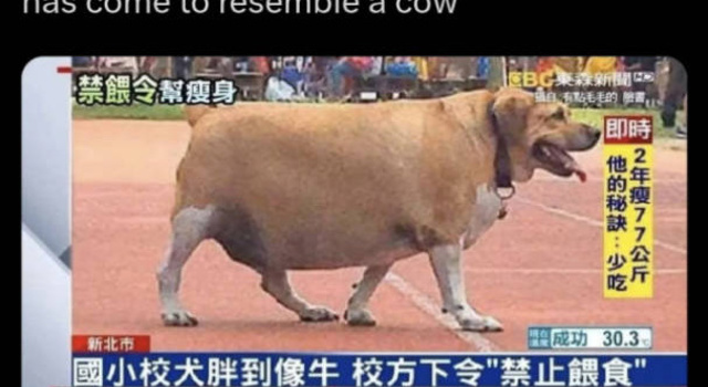 Became A Cow