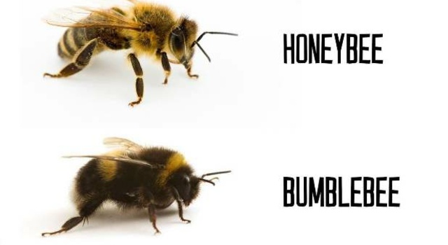 Know your bees