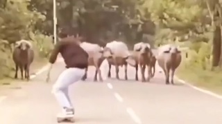 Skater vs Cows