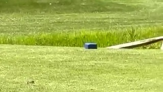 A friendly game of golf