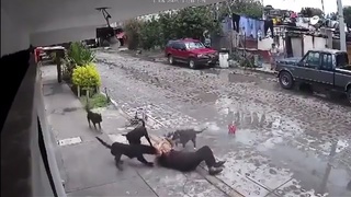 A woman is attacked by a pack of dogs