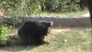 Bear Pulls Man's Face Apart as Crowd Screams