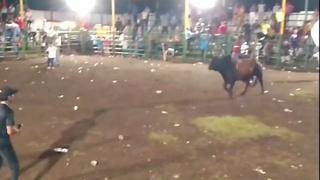 A bull opens up a dude