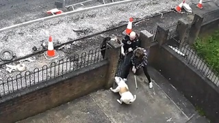 Pitbull savages Irish policewoman.Bites her toe clean off  Edited straight to action.