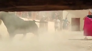 A bull claims a victim from the audience