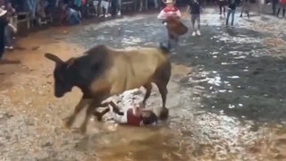 A bull plays with a man