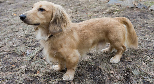 this i s wiener retriever