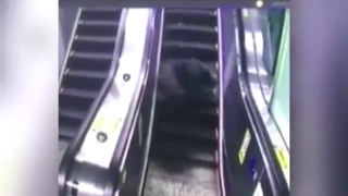 The Escalator