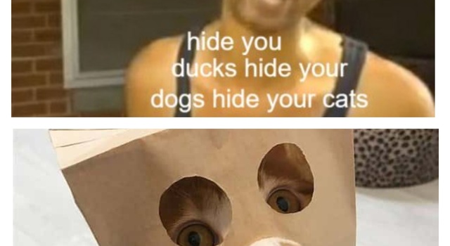 hide you ducks, dogs cats