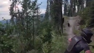 Does A Bear Shit In The Woods ?