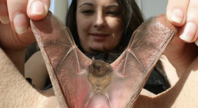 Batty