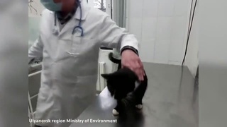 Man finds cat inside trash conveyer