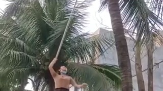 The coconut picker