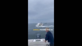 Animals F*cking Hate Us: #2