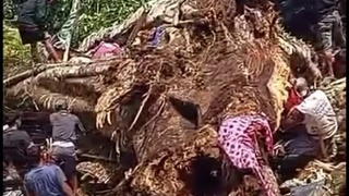 Nine killed by falling tree