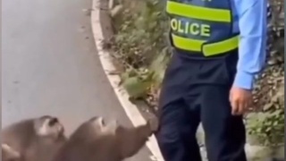 Chimpanzees attack Japanese police officer.