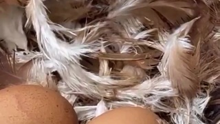 Chicken has hemorrhoids