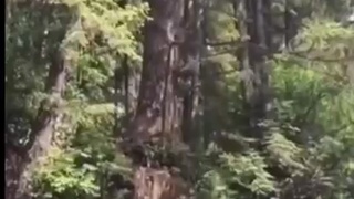 Tarzan