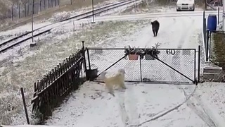 Gigantic warthog chases then attacks small dog