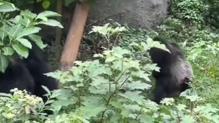 Happy little Taiwanese macaque wandered into a zoo's chimpanzee area.