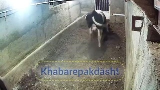 Thief VS Bull