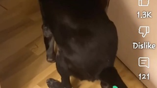 Farting dog