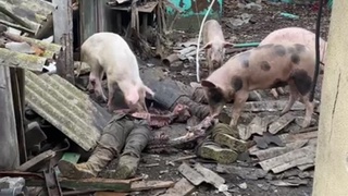 Ukrainian pigs eat well