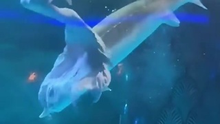 Fish attacks 'mermaid' performer's face in live show