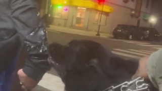 Don't fuck with the K9
