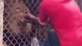 Vet tries to remove an awake lions bad tooth.