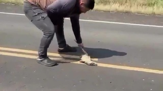 Just gonna move this lizard
