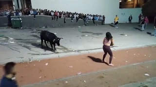 Bull vs pig