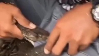 Trouser snake