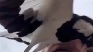 Ouch ok F birds