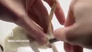 DIY rat pencil sharper