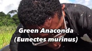 Green Anaconda