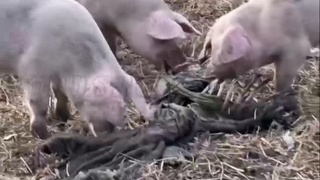 Pigs Love Ukranian Meat