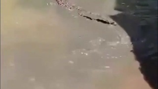 Man Thinks Crocodile is Fake