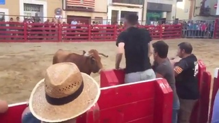 bull ko