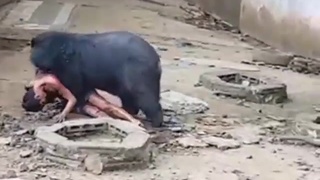 He chose the bear.